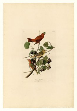 Planche 44. oiseau rouge d'été