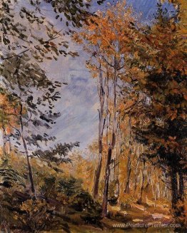 Forêt d'automne