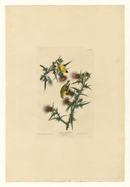 Planche 33. Goldfinch américain