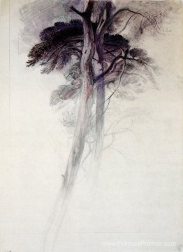 Étude des arbres de Turner