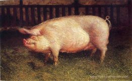 Portrait de cochon