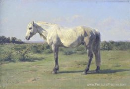 Un cheval gris dans un champ