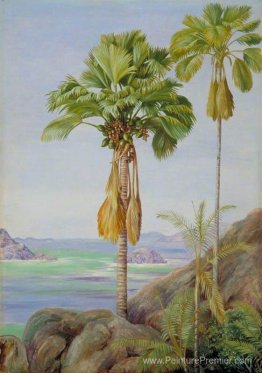 Arbres mâles et femelles du Coco de Mer à Praslin