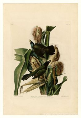Plaque 7. Grakle violet ou merle de corbeau commun