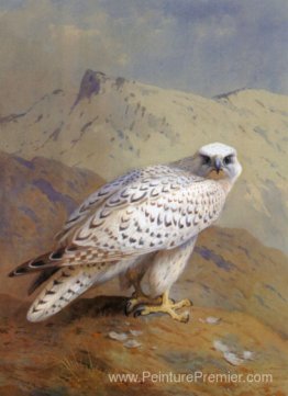 Un Groenland, ou Gyr Falcon