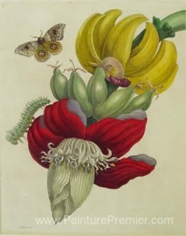 Inflorescence de la banane