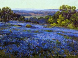 Bluebonnets, fin après l'après-midi, au nord de San Antonio