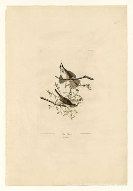 Planche 25. Chanson Sparrow