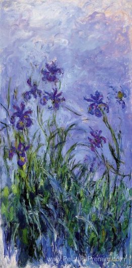 Iris lilas