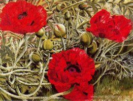 Coquelicots