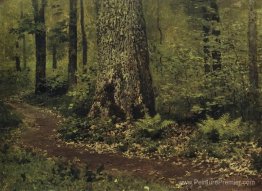 Sentier dans une forêt. Fougères.