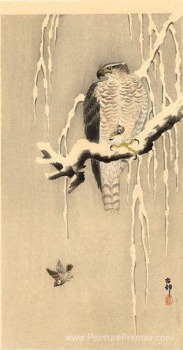 Goshawk sur la branche neigeuse