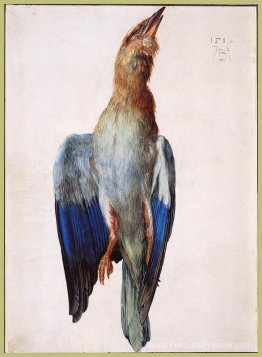 Oiseau bleu mort