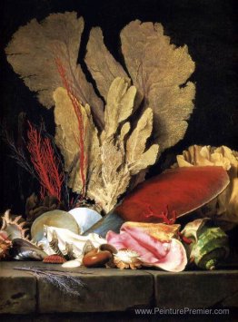 Nature morte avec touffe de plantes marines, coquilles et coraux