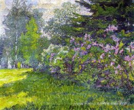 Lilas dans le parc