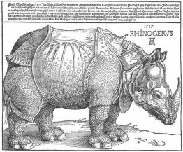 Rhinocéros