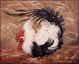 Coq dans le vent