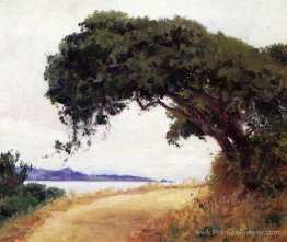 Point Lobos, chêne