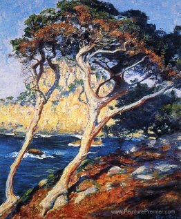 Point Lobos Alberi