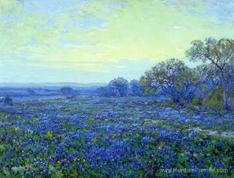 Champ de Bluebonnets sous ciel nuageux