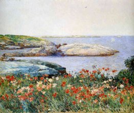 Coquelicots, îles de Shoals