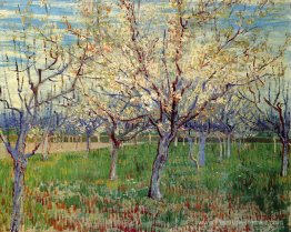 Orchard avec des arbres d'abricot florissants