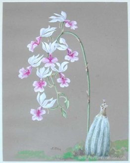 Orchidées blanches