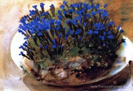 Gentians bleus