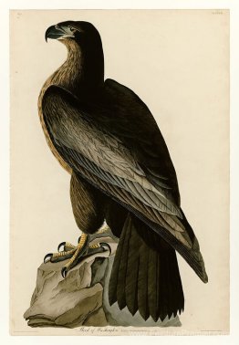 Planche 11. Bird de Washington