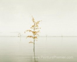 Feuilles oranges, mer Ariake, Japon