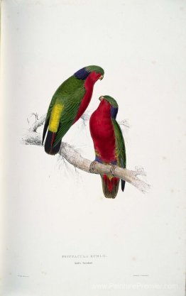 Psittacula kuhlii (Lorikeets di Kuhl)