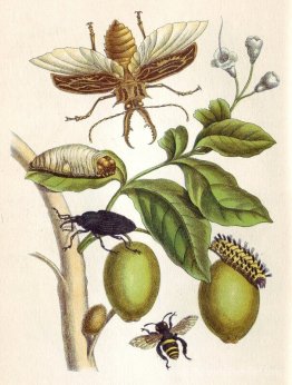 de la métamorphose insectrice surinamensium, plaque xlviii