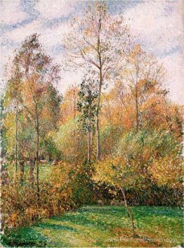 Automne, peupliers