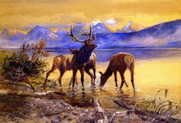 Elk dans le lac McDonald