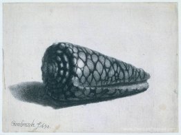 La coquille (Conus marmoreus)