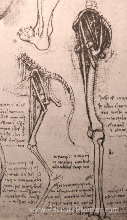 Dessin de l'anatomie comparative des jambes d'un homme et d'un c