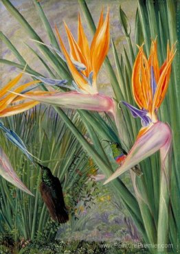 Strelitzia et oiseaux de sucre, Afrique du Sud