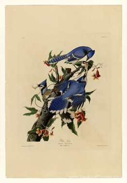 Plaque 102 Blue Jay