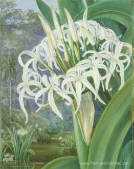 Un crinum de Bornéan