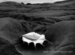 Disposition des coquilles et des roches