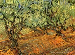 Olive Grove - ciel bleu vif