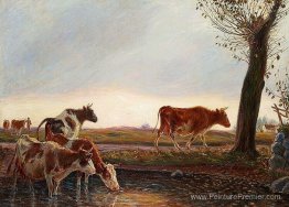 Vaches à la maison liées le soir