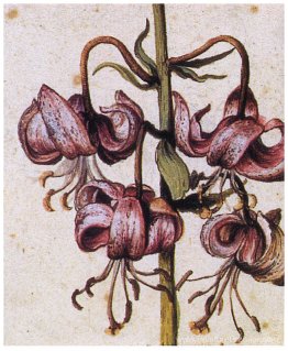 Lillium Martagon (détails)