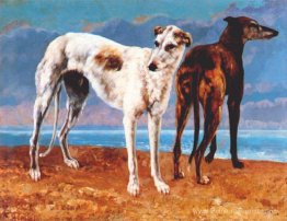 Greyhounds de Comte de Coiseull