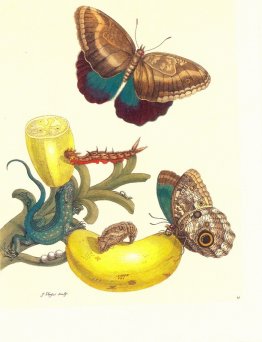 Planche n ° 23- Musa Paradisiaca, Caligo Teucer et Cnemidophorus