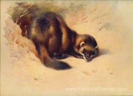 Polecat européen