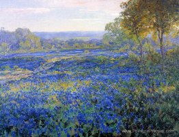 Champs de bluebonnets