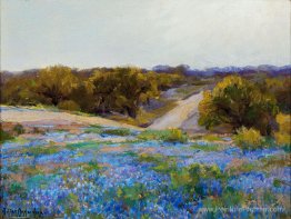 Bluebonnets en fin d'après-midi