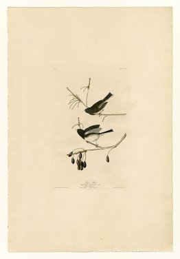Planche 13. Oiseau de neige