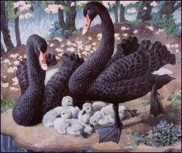 Famille de cygne noire